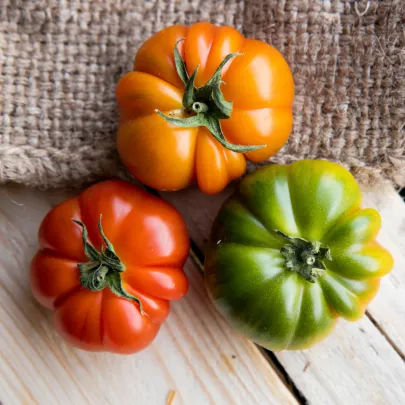 Paradajka Costoluto Fiorentino - Solanum lycopersicum - semená - 7 ks