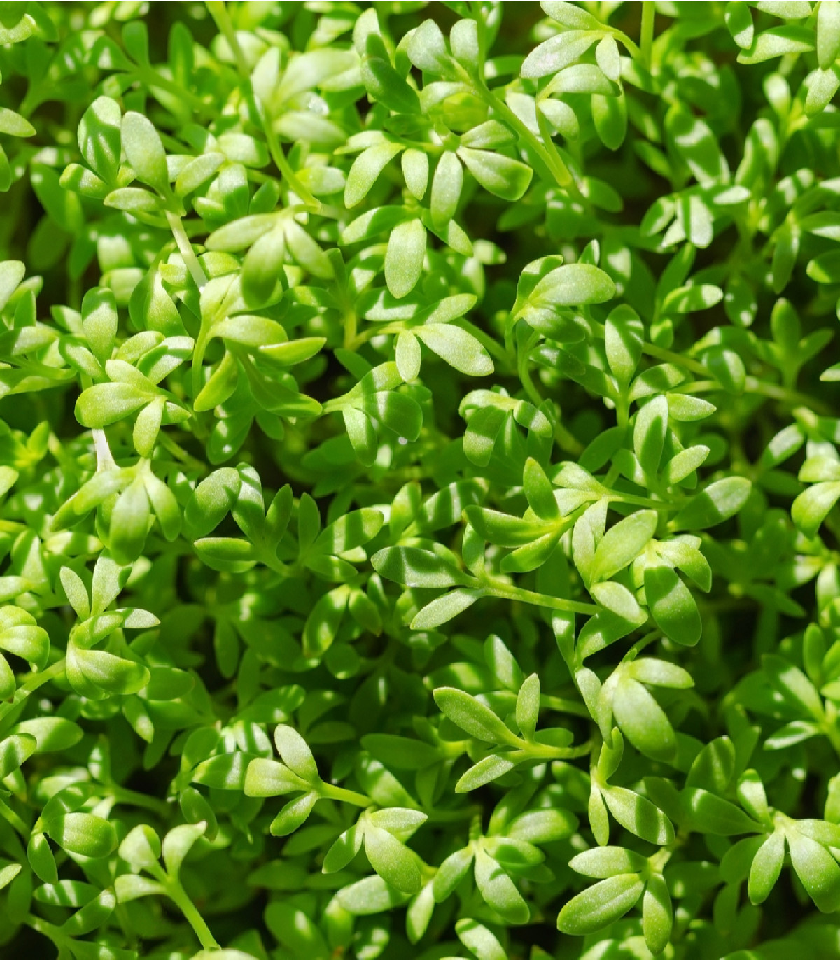 BIO Žerucha Kresso - Lepidium sativum - bio semená - 150 ks
