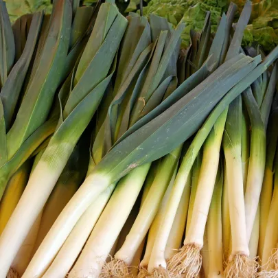 Pór pravý Starozagorski Kamuš - Allium porrum - semená - 200 ks