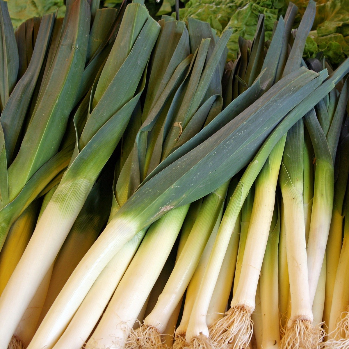 Pór pravý Starozagorski Kamuš - Allium porrum - semená - 200 ks