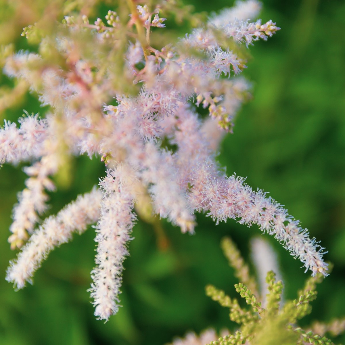 Astilba Peaches and Cream - Astilbe - cibuľoviny - 1 ks