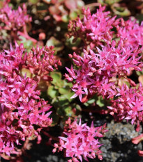 Rozchodník pochybný Voodoo - Sedum spurium - semená - 50 ks