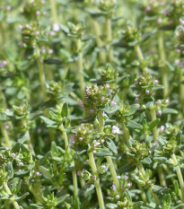 Tymian Orangelo - Thymus vulgaris - semená - 40 ks