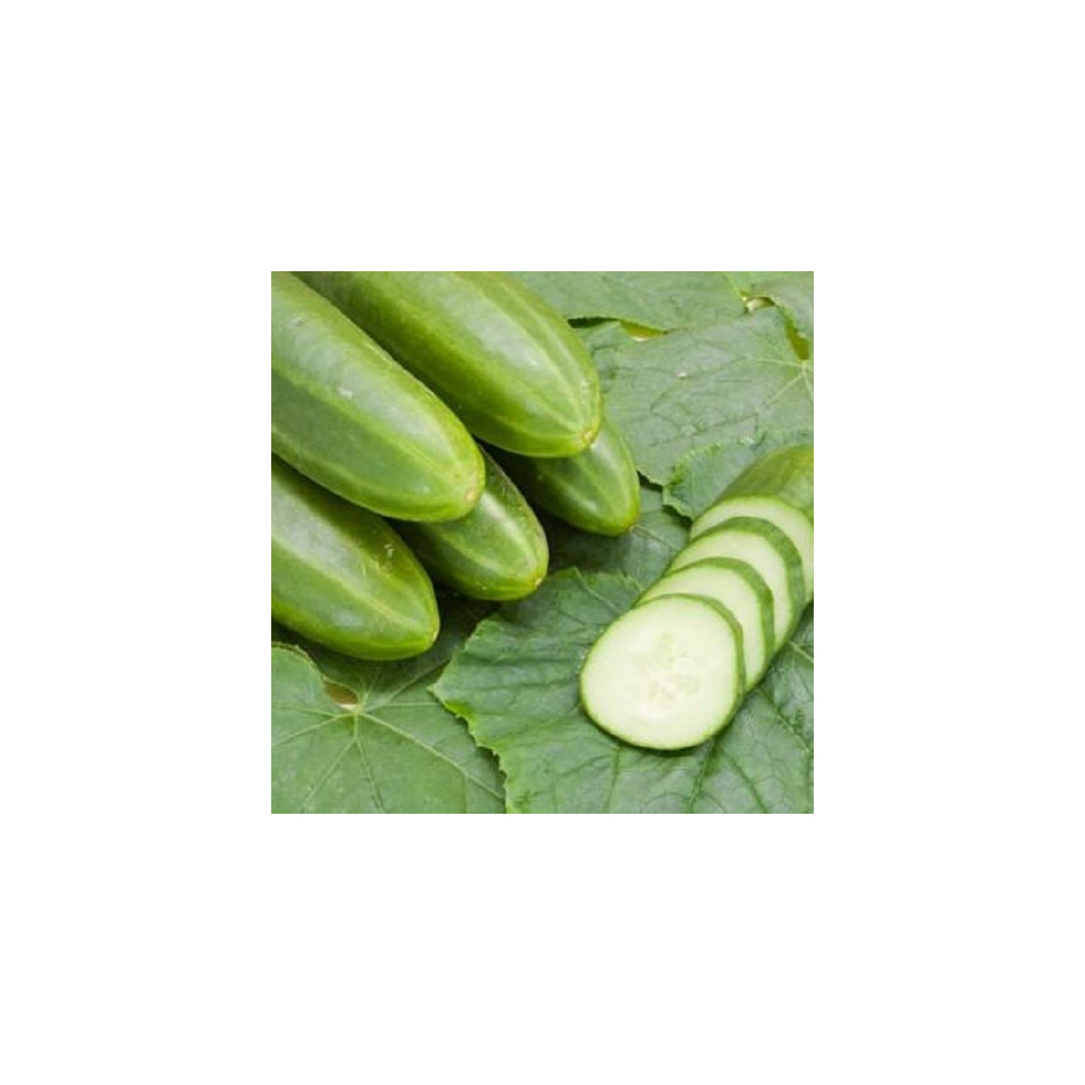 BIO Uhorka šalátová Persika - Cucumis sativus - bio semená - 10 ks