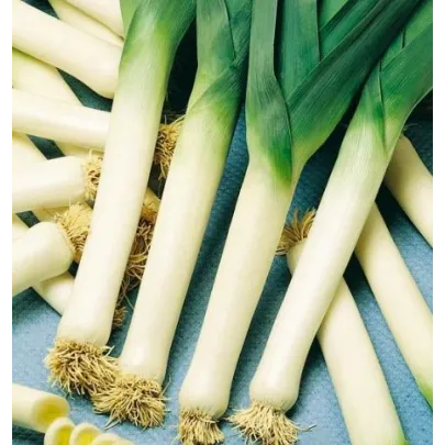 Pór - Genita - osivo pórku - Allium porrum - 1,5 gr