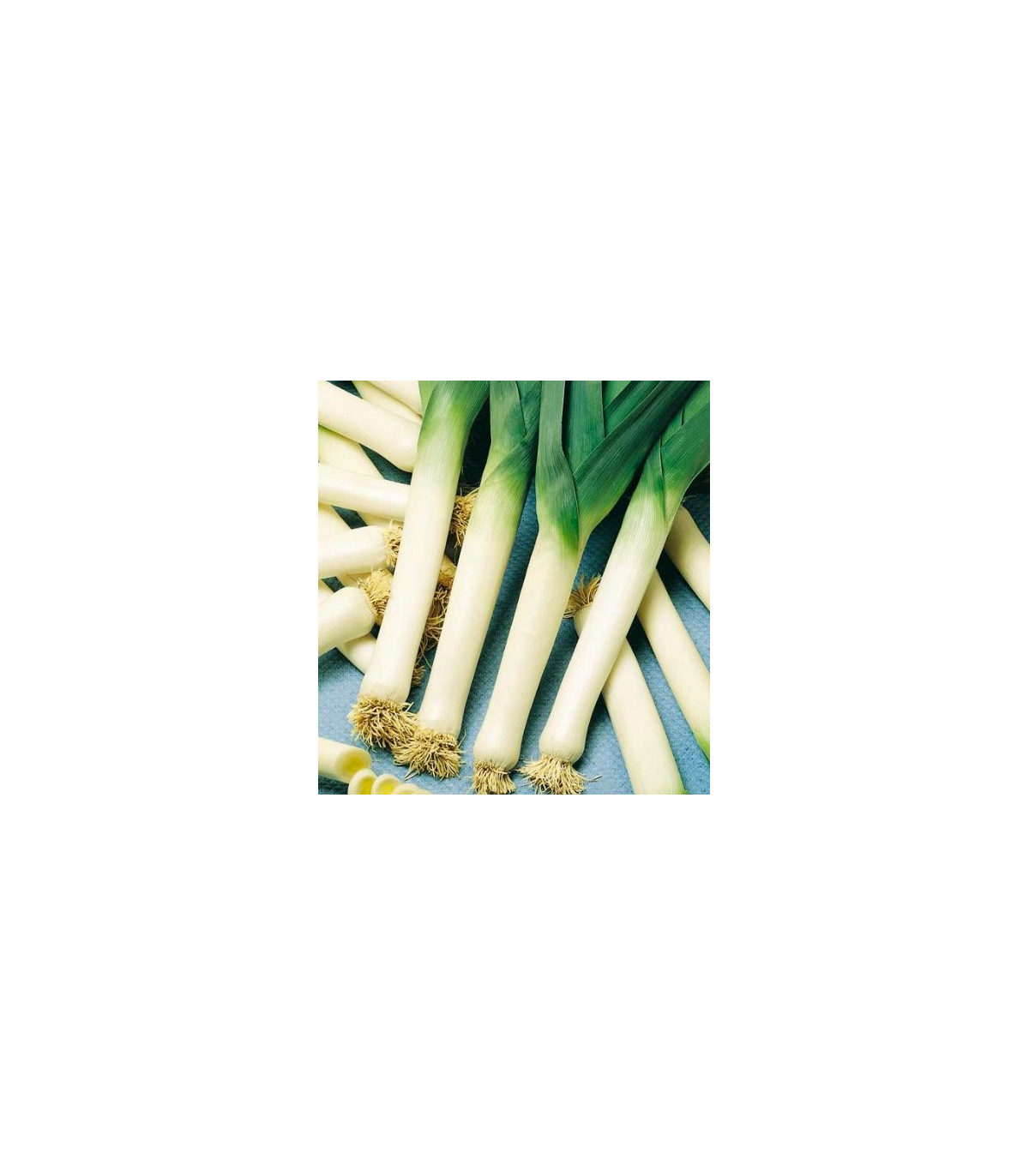 Pór - Genita - osivo pórku - Allium porrum - 1,5 gr