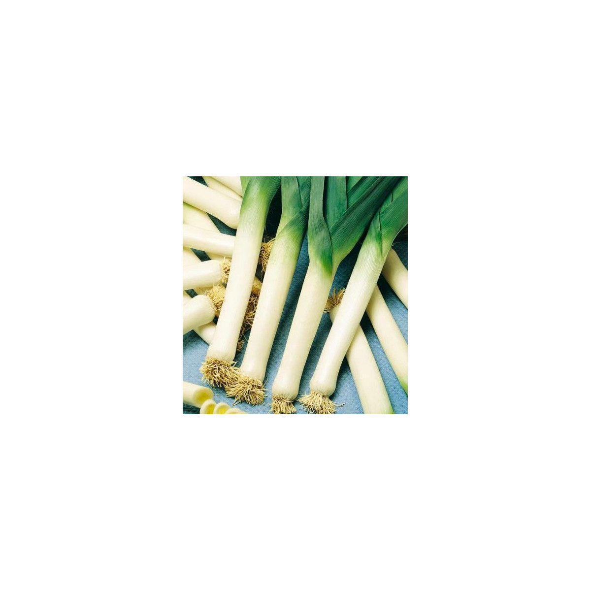 Pór - Genita - osivo pórku - Allium porrum - 1,5 gr