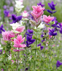 BIO Šalvia záhradná - Salvia viridis - bio semená - 30 ks