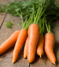 BIO Mrkva Robila - Daucus carota - bio semená - 200 ks