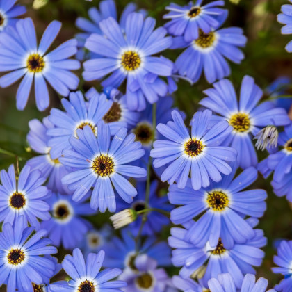 Semená krátkochĺpka – Krátkochĺpok iberkolistý Bravo modrý s okom – Brachyscome iberidifolia