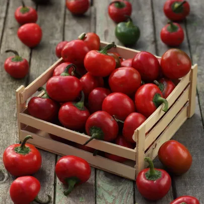 Chilli Satans Kiss - Capsicum annuum - semená - 7 ks