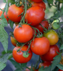 Paradajka Alicante - Solanum lycopersicum - semená - 8 ks