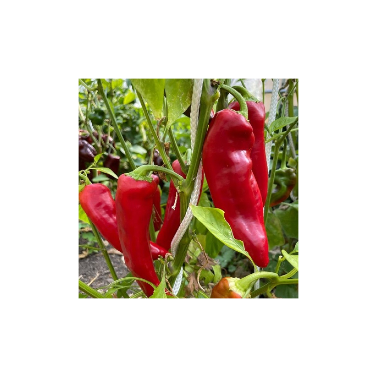 Paprika Marconi Red - Capsicum Annuum - semená - 10 ks