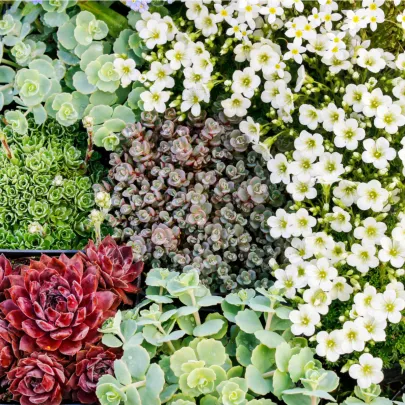 Letničky do skalky - lúčna zmes - 0, 9 g