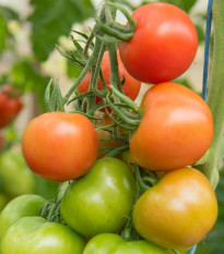Paradajka Ailsa Craig - Solanum lycopersicum - semená - 8 ks