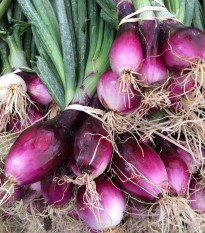 Cibuľa zväzková CN SONI F1 - Allium cepa - semená - 150 ks