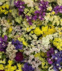 Letničky na sušenie - lúčna zmes - 0,9 g