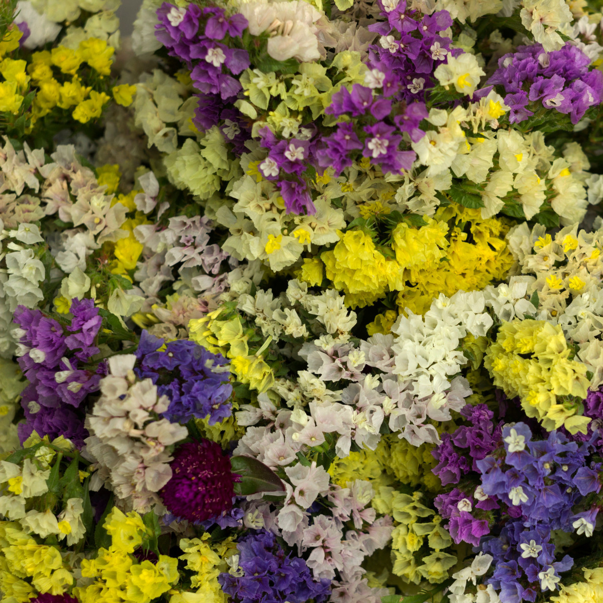 Letničky na sušenie - lúčna zmes - 0,9 g