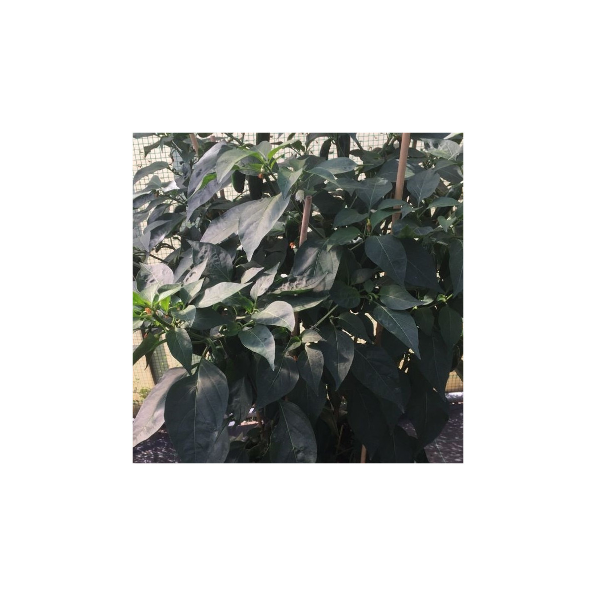 BIO Paprika na vrúbľovanie Scarface F1 - Capsicum annuum - bio semená - 5 ks