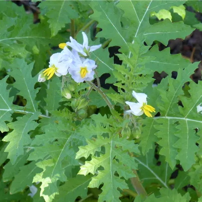 Paradajka pichľavé Liči - Solanum sisymbrifolium - semená - 6 ks