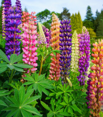 Lupina mnoholistá zmes - Lupinus polyphyllus - semená - 20 ks