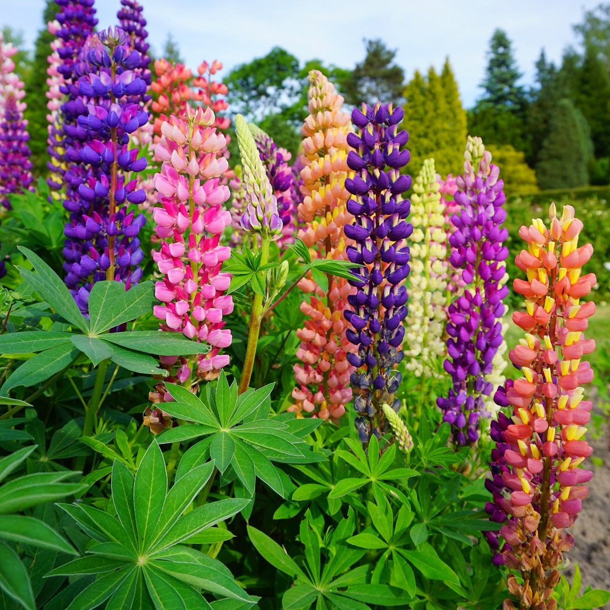Lupina mnoholistá zmes - Lupinus polyphyllus - semená - 20 ks
