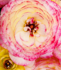 Iskerník plnokvetý Picotee ružový - Ranunculus asiaticus - cibuľoviny - 3 ks