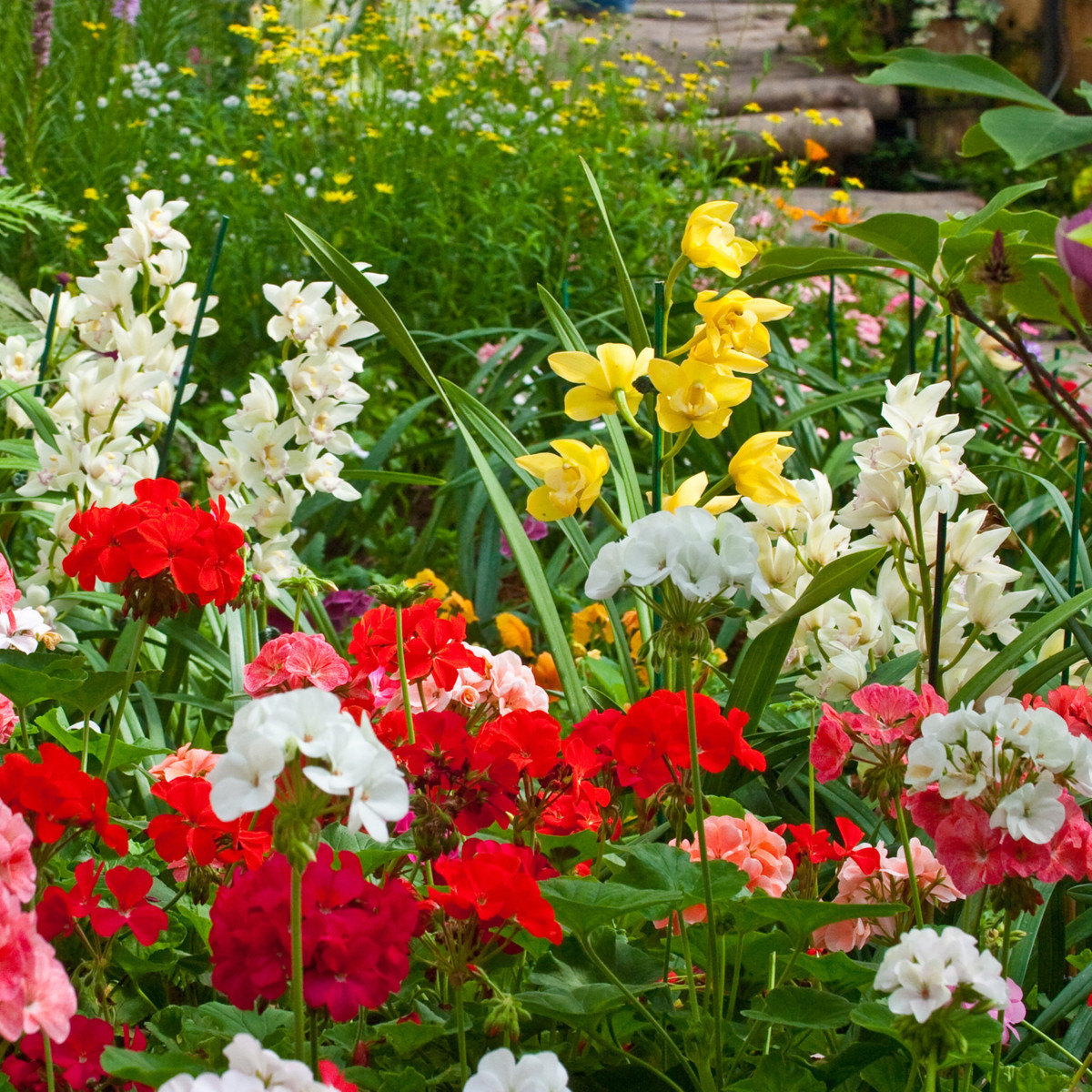 Letničky vysoké zmes - lúčna zmes - 0, 9 g