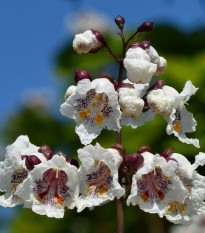 Katalpa bignóniovitá - Catalpa bignonioides - semená - 8 ks