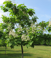 Katalpa severná - Catalpa speciosa - semená - 8 ks