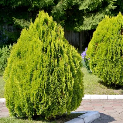 Tuja orientálna - Platycladus orientalis - semená - 20 ks