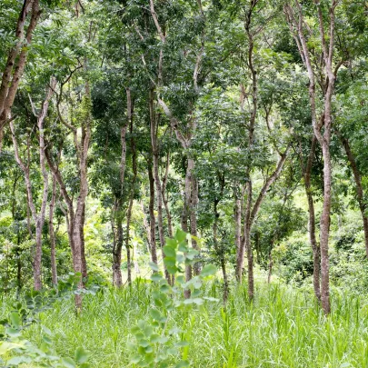 Mahagon - Swietenia Mahagoni - semená - 15 ks