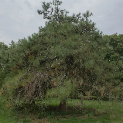 Borovica čínska - Pinus tabuliformis - semená - 15 ks