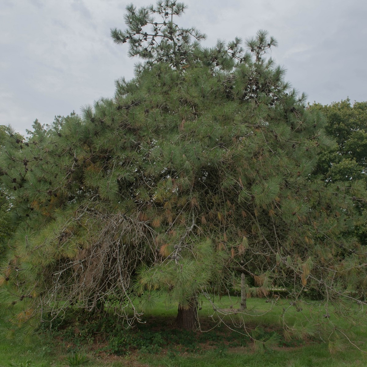 Borovica čínska - Pinus tabuliformis - semená - 15 ks