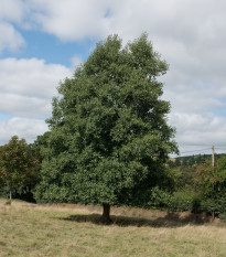 Jelša lepkavá - Alnus glutinosa - semená - 8 ks