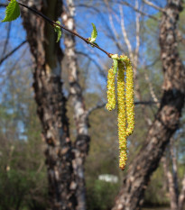 Breza čierna - Betula nigra - semená - 15 ks