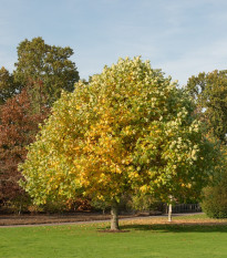 Ľaliovník tulipánokvetý - Liriodendron tulipifera - semená - 10 ks