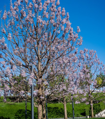Paulovnia catalpifolia - Paulownia - semená - 15 ks