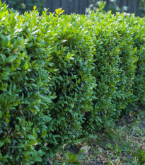 Buxus - Buxus sempervirens - semená - 10 ks