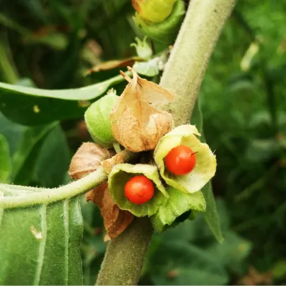 Ženšen indický - Withania somnifera - semená - 7 ks