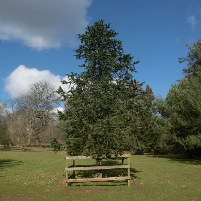 Jedľa východohimalájska - Abies spectabilis - semená - 7 ks