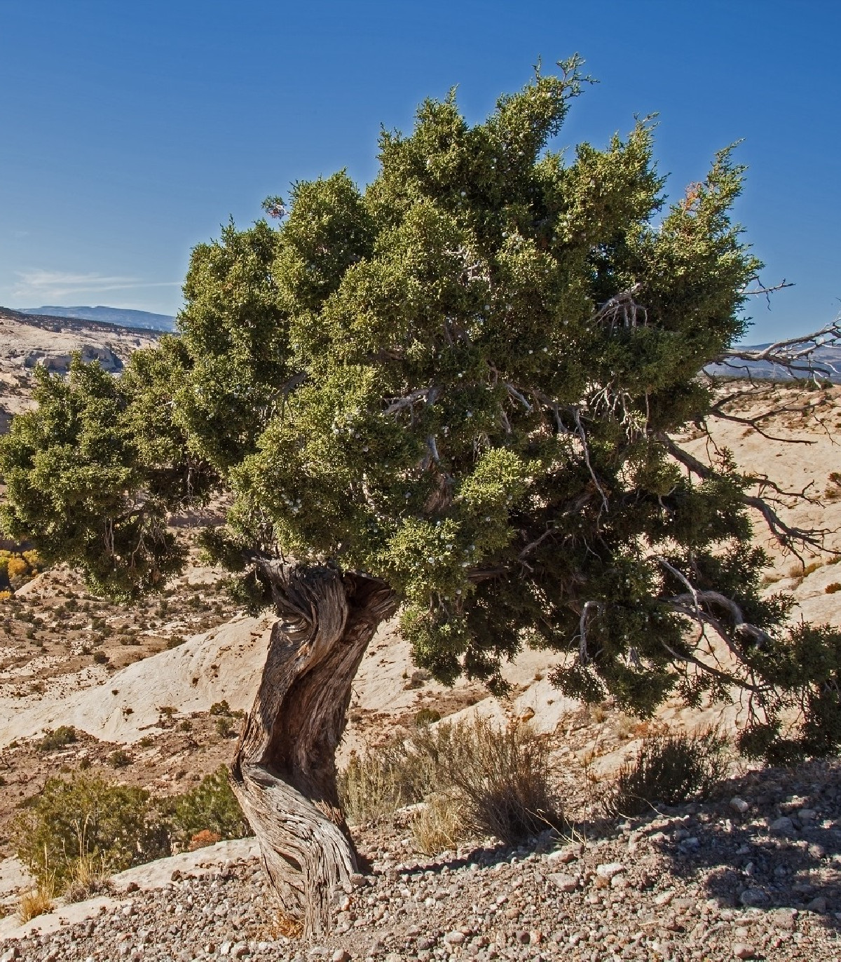 Borievka osteosperma - Juniperus osteosperma - semená - 5 ks