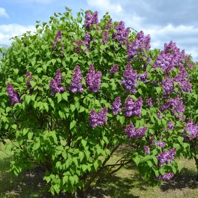 Orgován obyčajný - Syringa vulgaris - semená - 8 ks