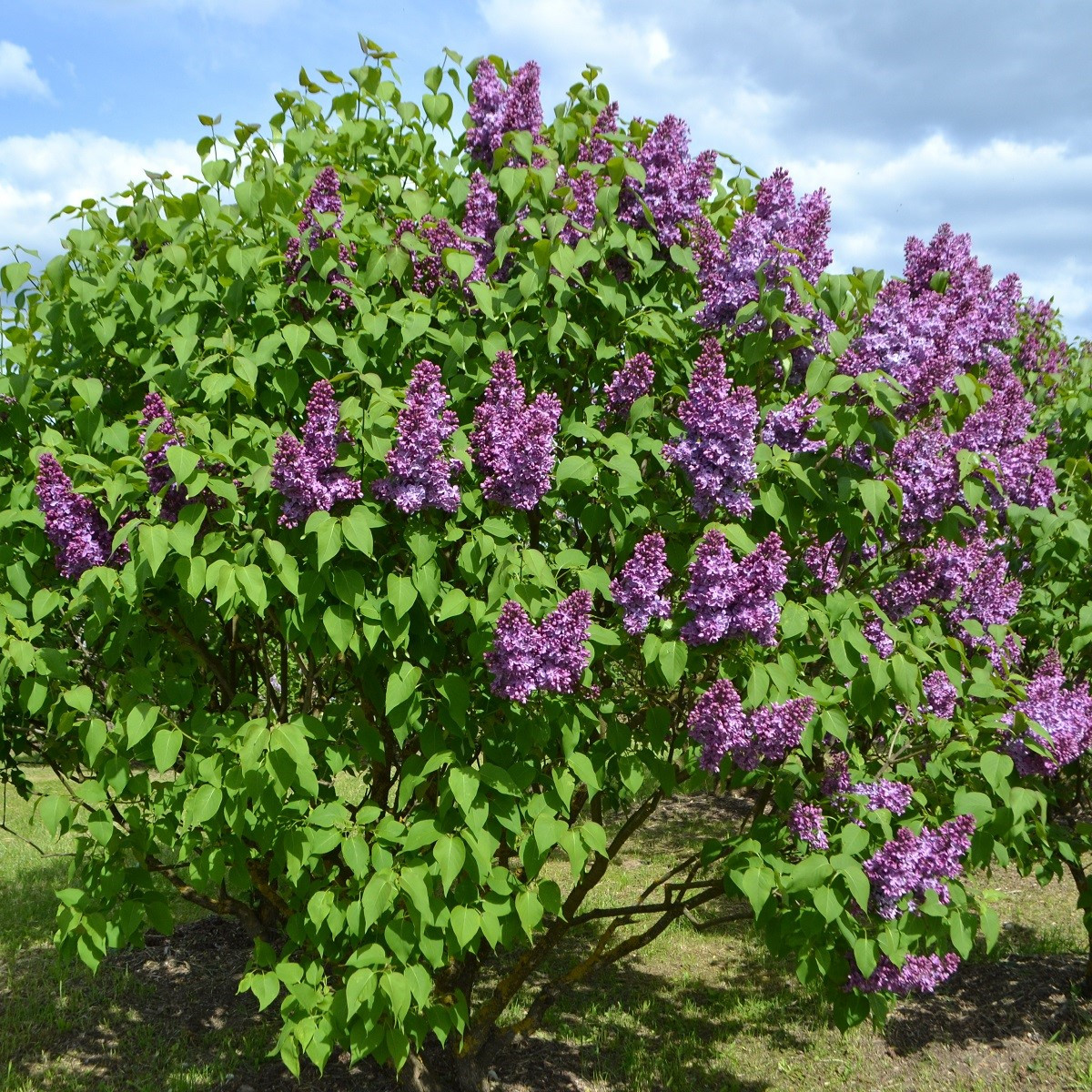 Orgován obyčajný - Syringa vulgaris - semená - 8 ks
