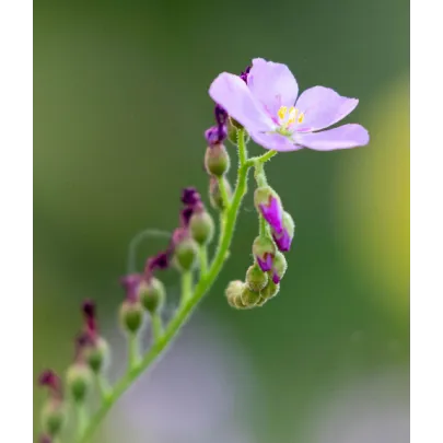 Rosička kapská obrovská - Drosera capensis giant - semená - 15 ks