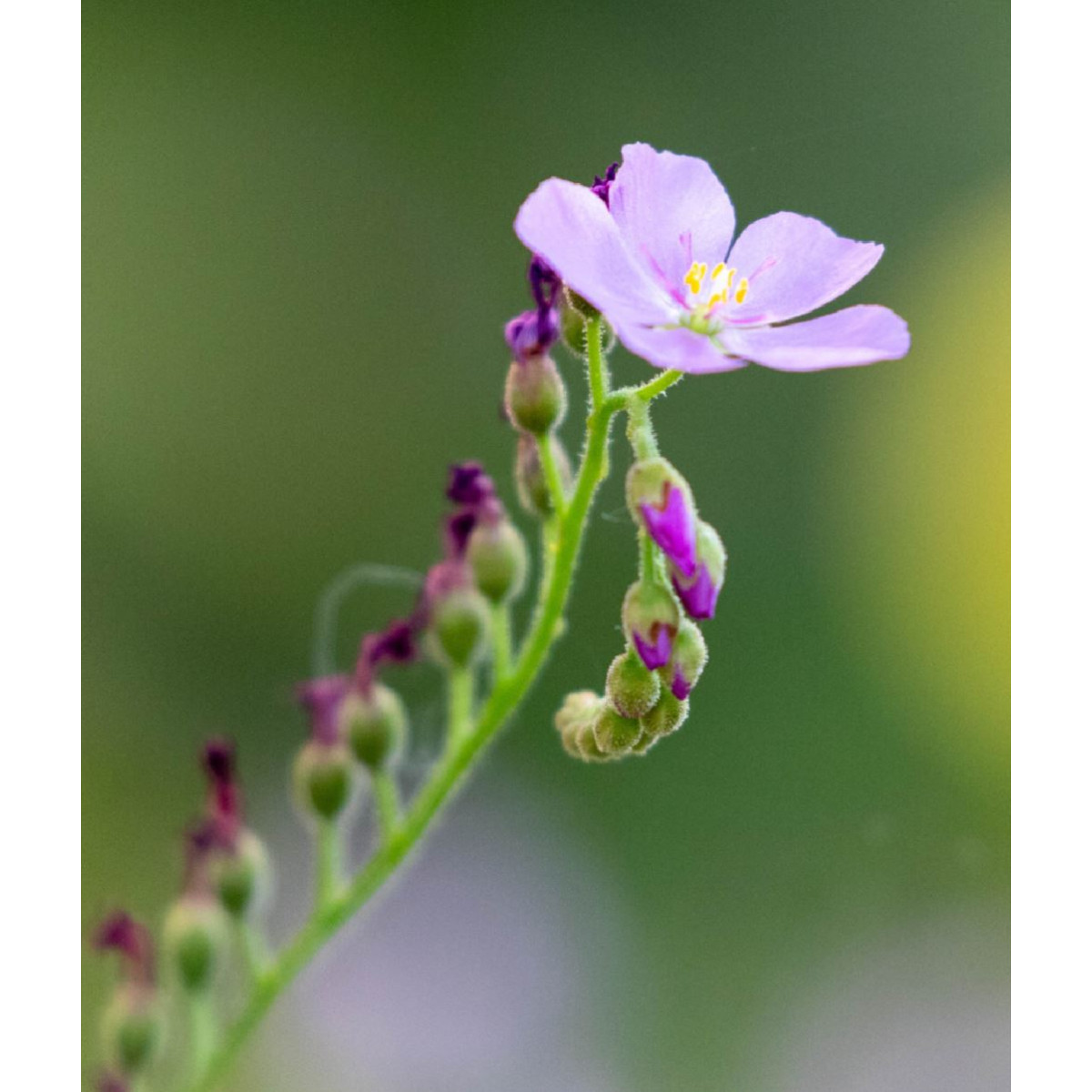 Rosička kapská obrovská - Drosera capensis giant - semená - 15 ks