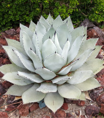Agáve parryi - Agave Parryi - semená - 9 ks