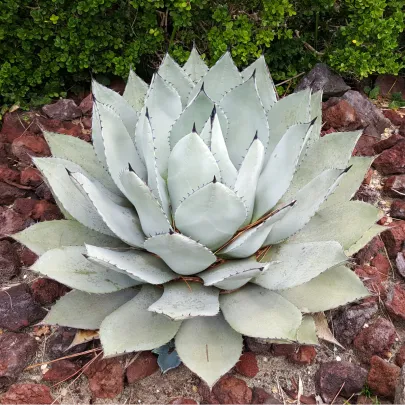 Agáve parryi - Agave Parryi - semená - 9 ks