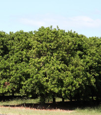 Makadamské oriešky - Macademia integrifolia - semená - 2 ks