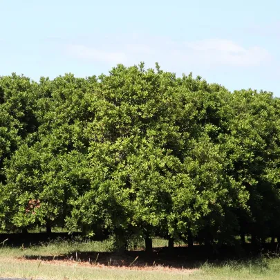 Makadamské oriešky - Macademia integrifolia - semená - 2 ks